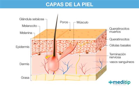 Análisis de las tres capas de la piel estructura y funciones Meditip