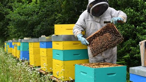 La production de miel en forte hausse en France grâce au confinement