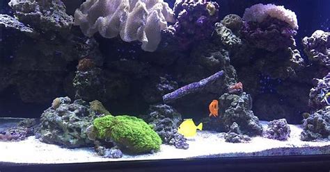 180 Gallon Saltwater Aquarium Album On Imgur