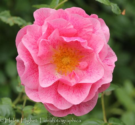 Camelot Rose | Beautiful Rose for Your Garden