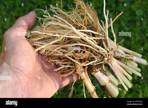 Valerian Root Valeriana Officinalis Stock Photo Alamy