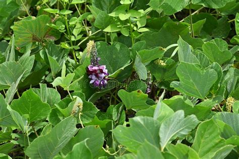 Kudzu-vine Japanese Arrowroot Flowers. Stock Photo - Image of kudzu ...