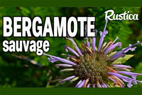 Cultivez La Bergamote Sauvage Guide Pratique Pour Votre Jardin