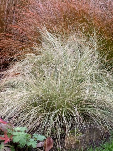 Neuseeland Segge Frosted Curls Carex Comans Frosted Curls Carex