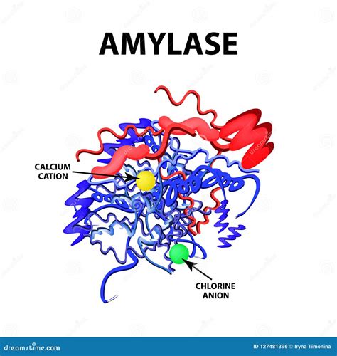 Amylase is a Molecular Chemical Formula. Enzyme of the Pancreas ...