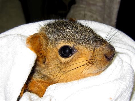 Projectwildlifetreesquirrelbaby Presidio Sentinel