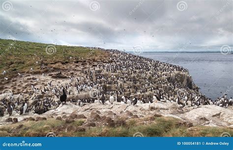 Large Nesting Seabird Colony Stock Image - Image of cliff, ocean: 100054181