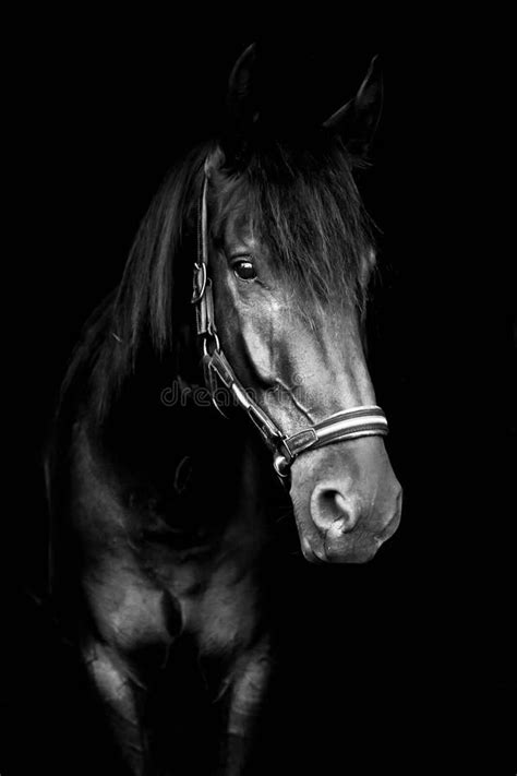 Black Horse Wallpaper