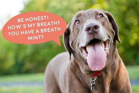 Is Your Dog Stinky? Find Out Why It’s Not Something You Should Ignore ...