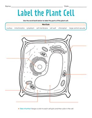 Label the Plant Cell: Level 1 | Interactive Worksheet | Education.com