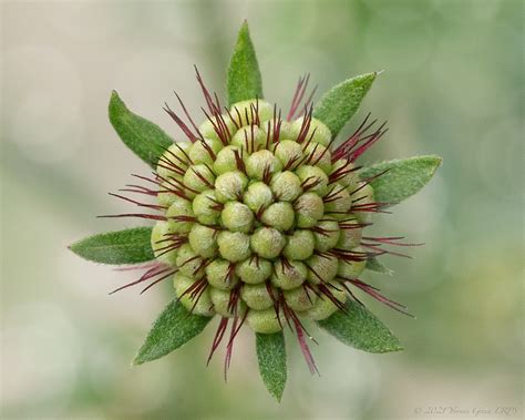 252-365 09-09-21 Scabious Flower Bud | One from the garden .… | Flickr