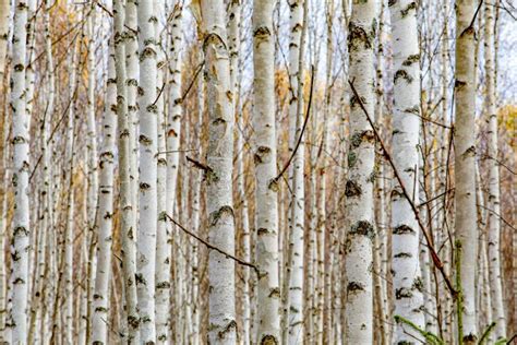 Birch Forest White Tree Trunks In Autumn Stock Photo Image Of Branch