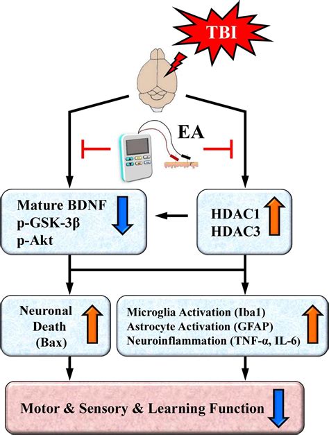 Frontiers Electroacupuncture Improves Tbi Dysfunction By Targeting