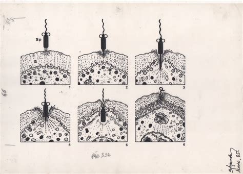 Fertilisation Sequence Of Penetration Phases DRAWinU