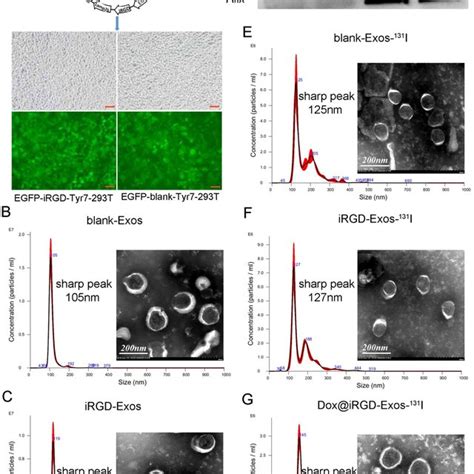 Characterization Of Dox Irgd Exos I A The Main Composition Of The