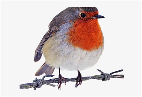 Robin Clipart Transparent Background Robin Bird Cartoon Png 640x480