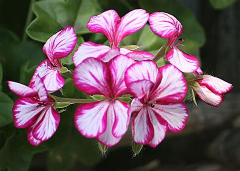 Pelargonium peltatum (Ivy Geranium) | North Carolina Extension Gardener Plant Toolbox