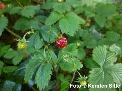 Reife Walderdbeeren Sehr Aromatisch Ripe Wild Strawberries Very