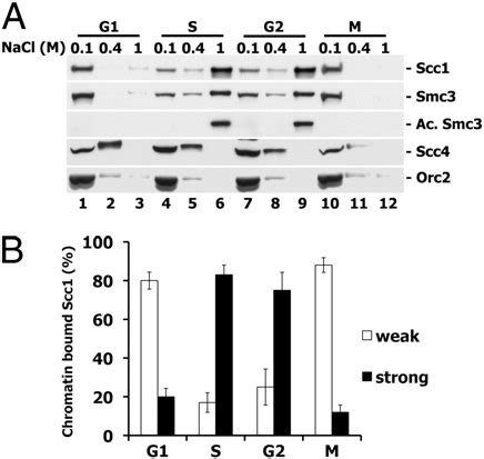 Stability of cohesin associated with chromatin during the cell cycle ...