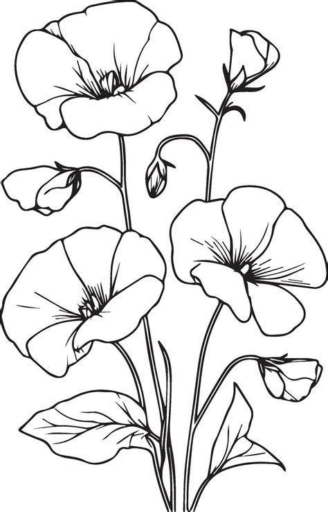 Sweet Pea Flower Drawings Sweet Pea Flowers Colorless Black And White