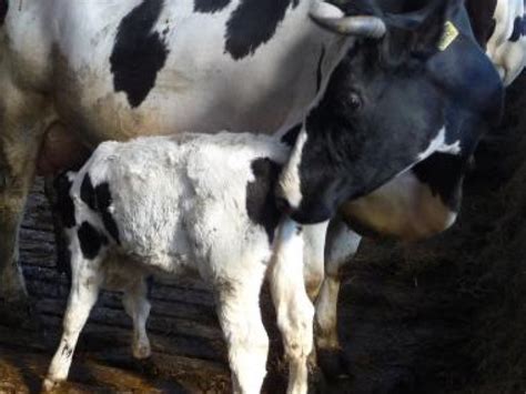 Dairy Cows And Their Newborn Calves