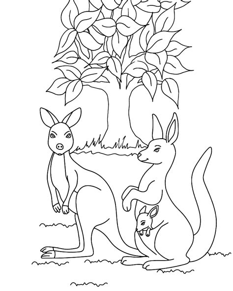 Kangaroo Coloring Page Coloring Pages