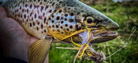 New Season Spring Streamer Fishing Tips Impact Fly Fishing