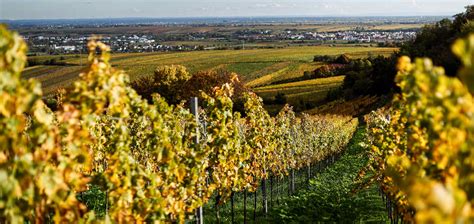 Weingut Philipp Kuhn Zertifiziert Nach FAIR N GREEN Standard