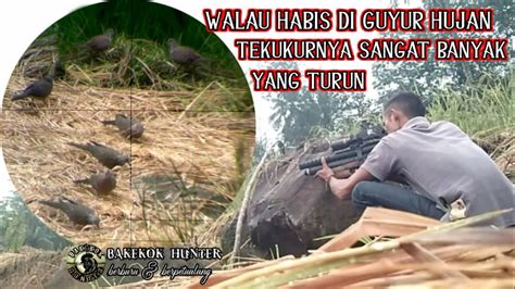 SPOT PRIBADIWALAUPUN HABIS DI GUYUR HUJAN BURUNG TEKUKUR NYA BANYAK