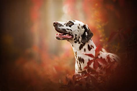 Dalmatian Breed Dog Wallpaper,HD Animals Wallpapers,4k Wallpapers ...