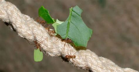 How to Get Rid of Ants in Carpet: Control & Prevention Guide