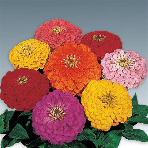 Zinnia Benary S Giant Mix Zinnias Horticultural Products Services