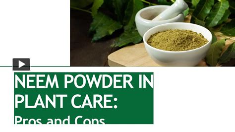 Ppt Exploring Neem Powder As A Plant Care Miracle Benefits