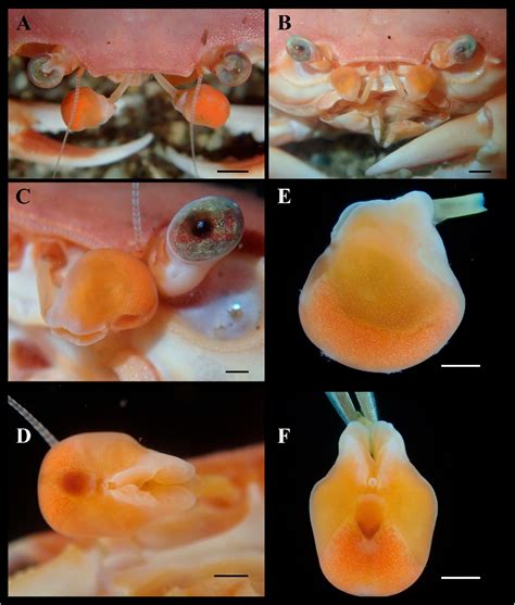 Figure 1 From Two New Species Of Spheroid Ectoparasitic Isopods