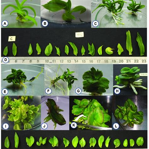 Morphological Variations Among In Vitro Plantlets Regenerated From