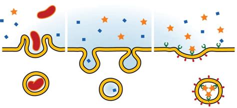 Pinocytosis Vs Receptor Mediated Endocytosis Difference And Comparison