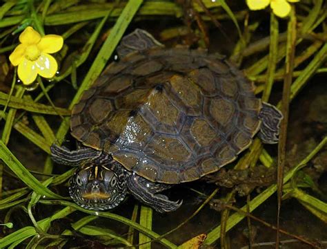 Fausse Tortue G Ographique Logement Soins Et Entretien