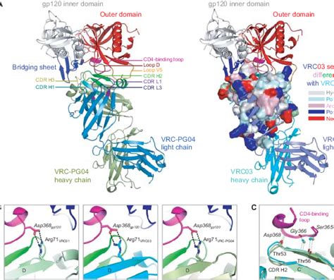 Structure Of Antibodies Vrc Pg04 And Vrc03 In Complex With Hiv 1 Gp120