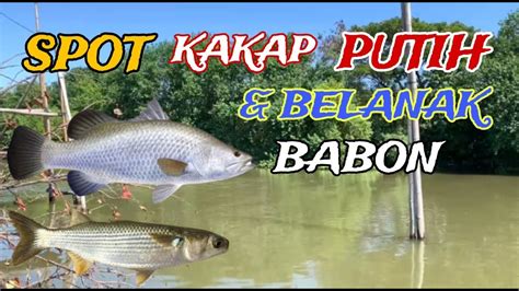 Rute Spot Mancing Kakap Putih Belanak Babon Youtube