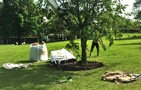 Einen Baum Pflanzen So Gehts Richtig Erni Gartenbau Planung Ag