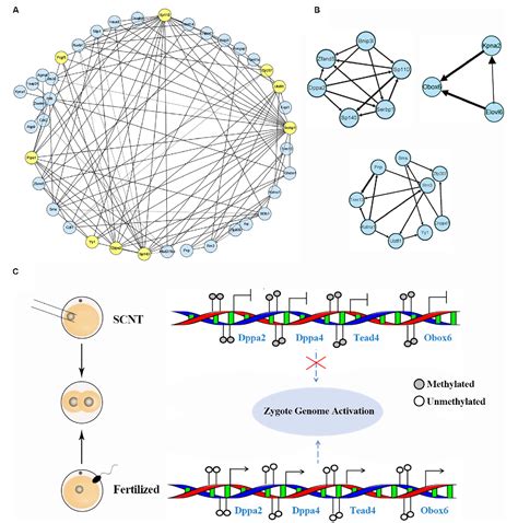 Figure 1 From Characterization Of DNA Methylation Patterns And Mining