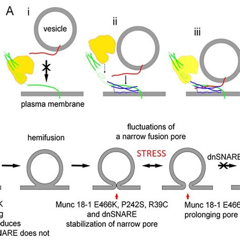 A Diagram Displaying The Interaction Of Munc An Snare Proteins