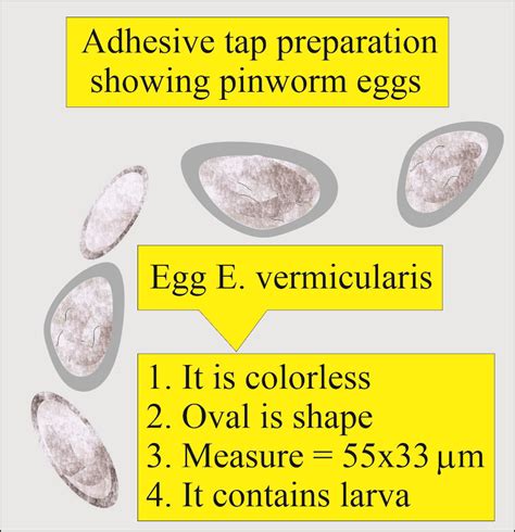 Enterobius Vermicularis Egg