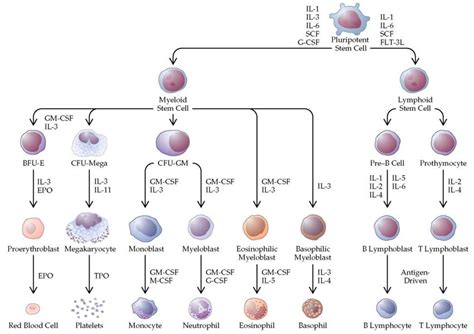 4 Hemopoietic Cells Differentiation The Differentiation Of