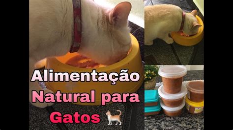 Alimentação natural para Gatos Acabe a infecção urinária em