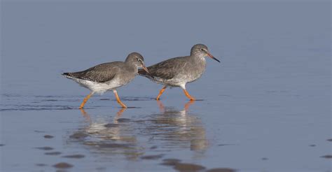 Common Redshank