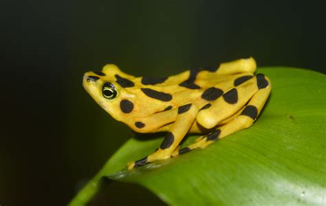 Sharp-eyed frogs and toads see in color at night - Earth.com