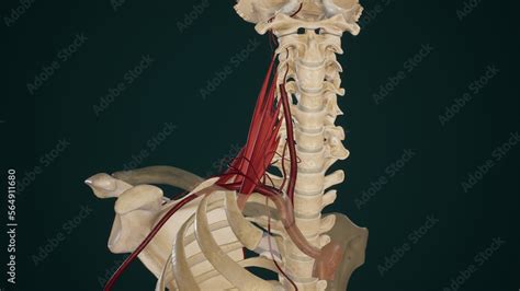 Branches of Subclavian Artery Stock Illustration | Adobe Stock