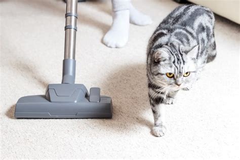 How To Clean Cat Vomit From Carpet Step By Step Guide Hepper