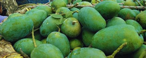 20 Varieties of Mangoes in India and Where to Find Them